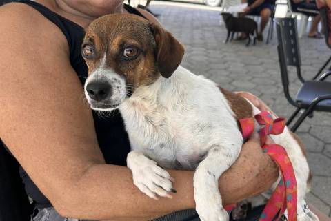 Abril Laranja: SC amplia ações de proteção animal com foco em castração e fiscalização