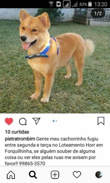 Procura-se Lion