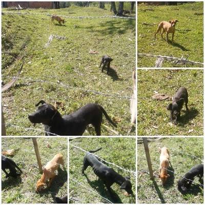 Animal para doação