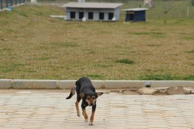 Avança projeto que cria delegacia para investigar maus-tratos contra animais