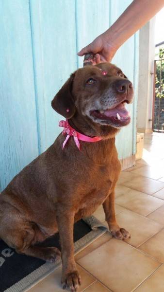 Animal para doação - Amora
