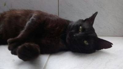 Animal para doação - Pretinho