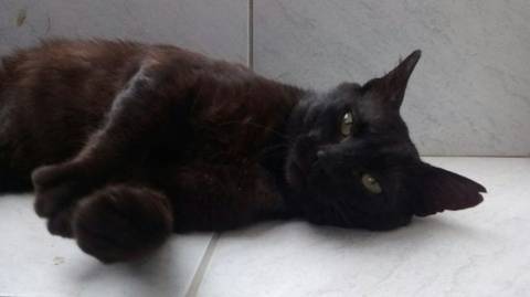 Animal para doação - Pretinho