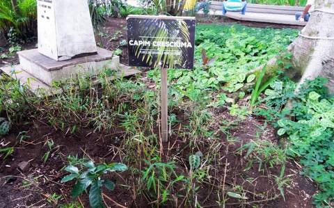 Capim Cresciúma será plantado em escolas, praças e parques