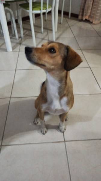 Animal encontrado no bairro Comerciário 