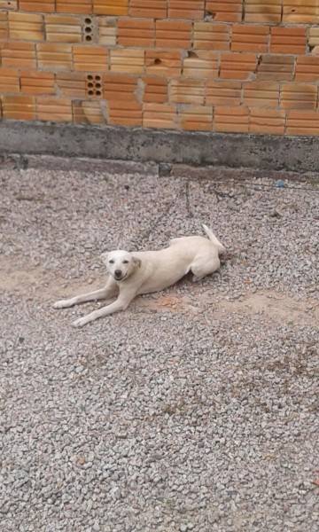Animal para doação - Brenda
