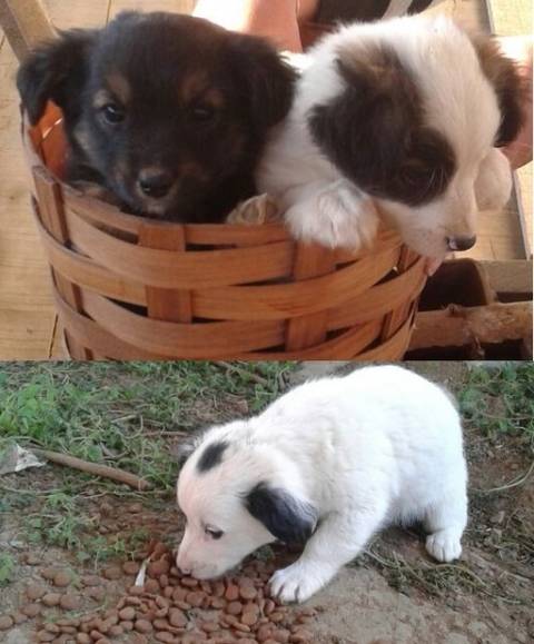 Animais encontrados em Forquilhinha