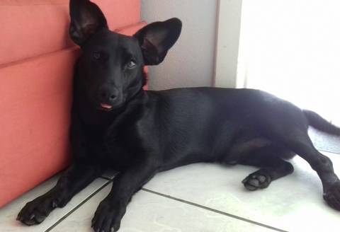 Animal para doação - Thor