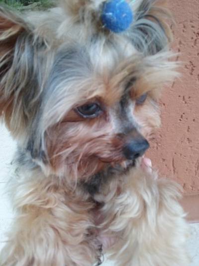 Animal encontrado no bairro Lote Seis