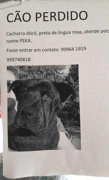 Cão Perdido