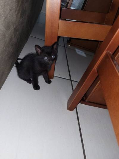 Animal para doação - Floquinho
