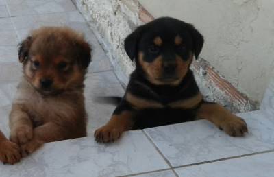 Animal para doação - Filhotes Para Adoção