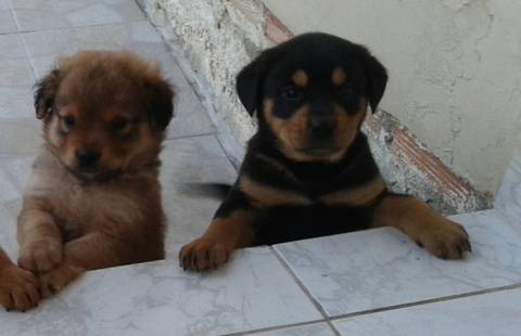 Animal para doação - Filhotes Para Adoção