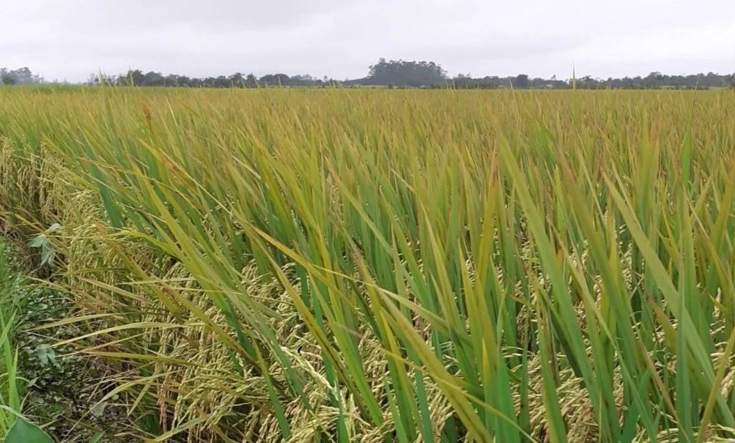 O arroz é cultivado e consumido em larga escala. (Foto: Divulgação)