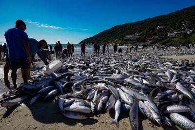 Tainha: governo federal anuncia aumento da cota de arrasto de praia para o Norte de SC