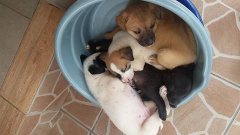 Animal para doação