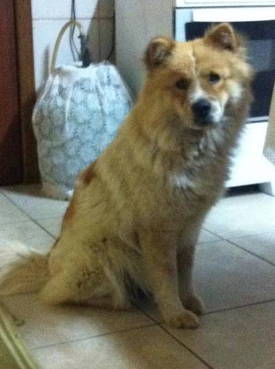 Animal encontrado no bairro Santo Antônio