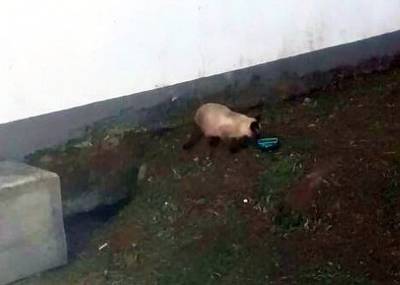 Gato identificado e resgatado