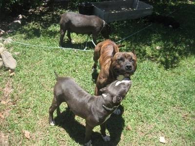 Procura-se Kyra E Kimbo