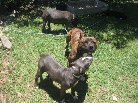 Procura-se Kyra E Kimbo