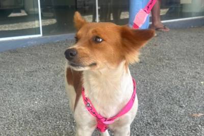 Com novidade da microchipagem, ação de castração beneficia mais de 100 animais
