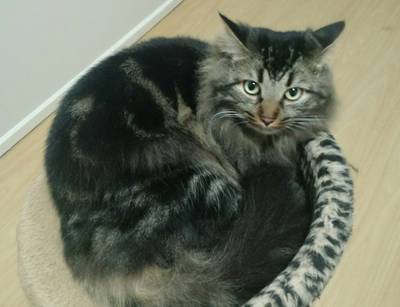 Procura-se Gato Fred