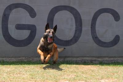 Grupo de Operações com Cães: canil se torna referência em segurança e projetos sociais