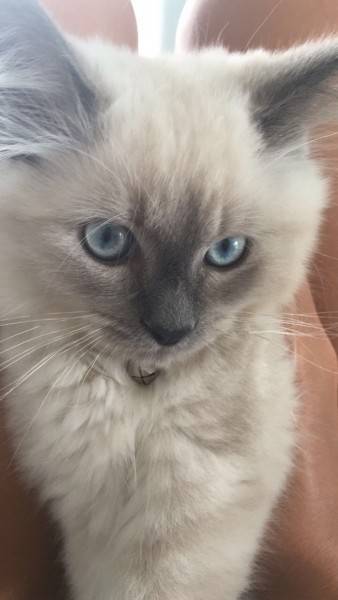 Procura-se Toby