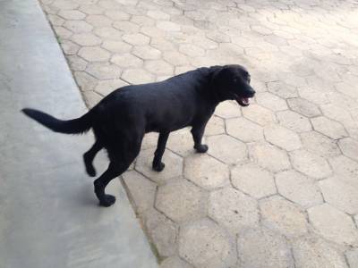 Animal para doação - Sem Nome Definido