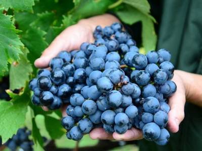 Agricultura investirá R$ 1 milhão para proteger do granizo a fruticultura