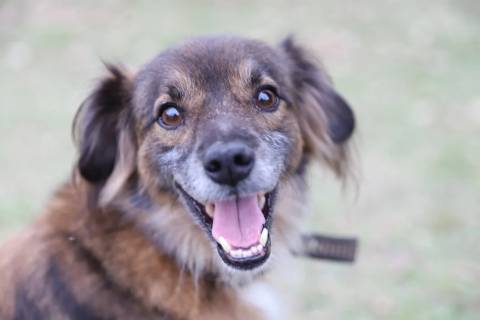 Nubea de Criciúma fortalece proteção aos animais com atendimento, castrações e adoções