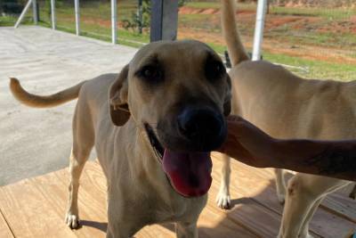 Adoção responsável: Nubea reforça critérios e acompanhamento para garantir bem-estar animal