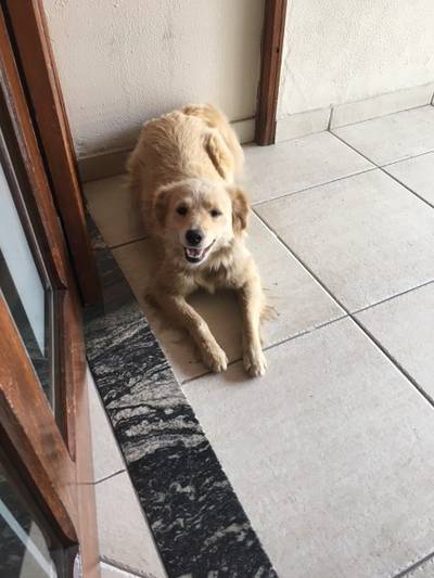 Animal encontrado no bairro Centro