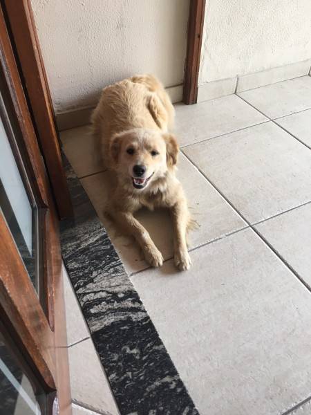 Animal encontrado no bairro Centro