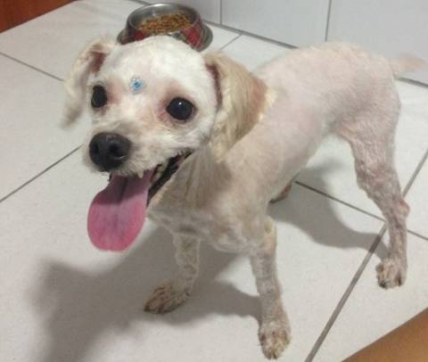 Animal para doação - Poodle