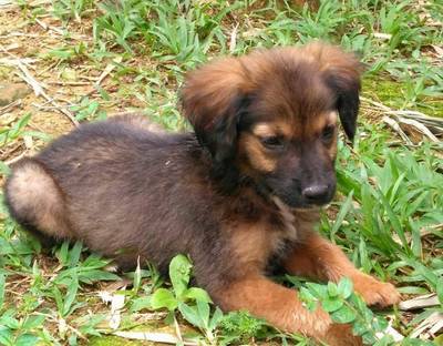 Falta ração: Cachorros aguardam por solidariedade