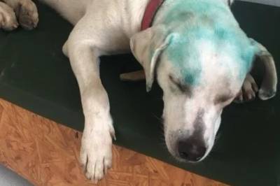 Cachorro é pintado e situação gera revolta em Criciúma