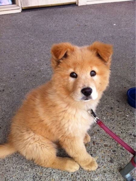 Animal encontrado no bairro Santos Dumond