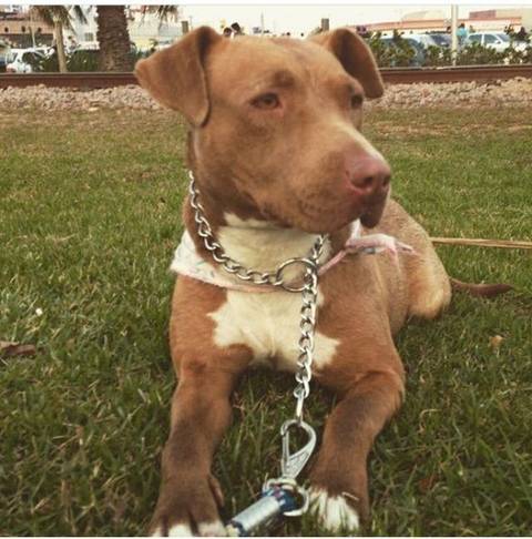 Procura-se Lia - ENCONTRADA