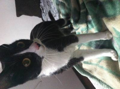 Animal encontrado no bairro Centro