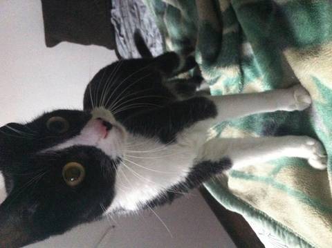 Animal encontrado no bairro Centro
