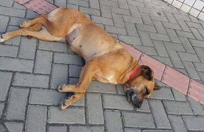 Procura-se dono de cachorra em Criciúma 