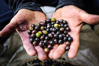Raízes da Amazônia: açaí transforma vidas e movimenta negócios em Criciúma
