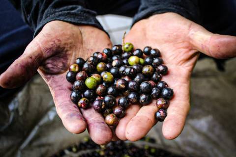 Raízes da Amazônia: açaí transforma vidas e movimenta negócios em Criciúma