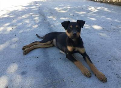 Animal para doação - Cachorrinho 