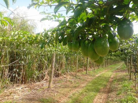 Quarentena no Estado de São Paulo prejudica escoamento da produção de maracujá do Sul catarinense