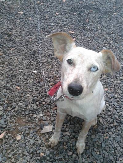 Animal para doação - Luna