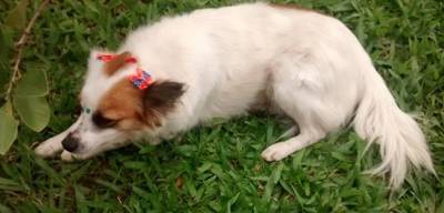 ENCONTRADA! Procura-se Lili