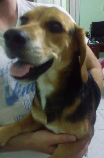 Procura-se Snoopy