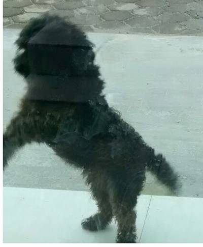 Animal encontrado no bairro Boa Vista